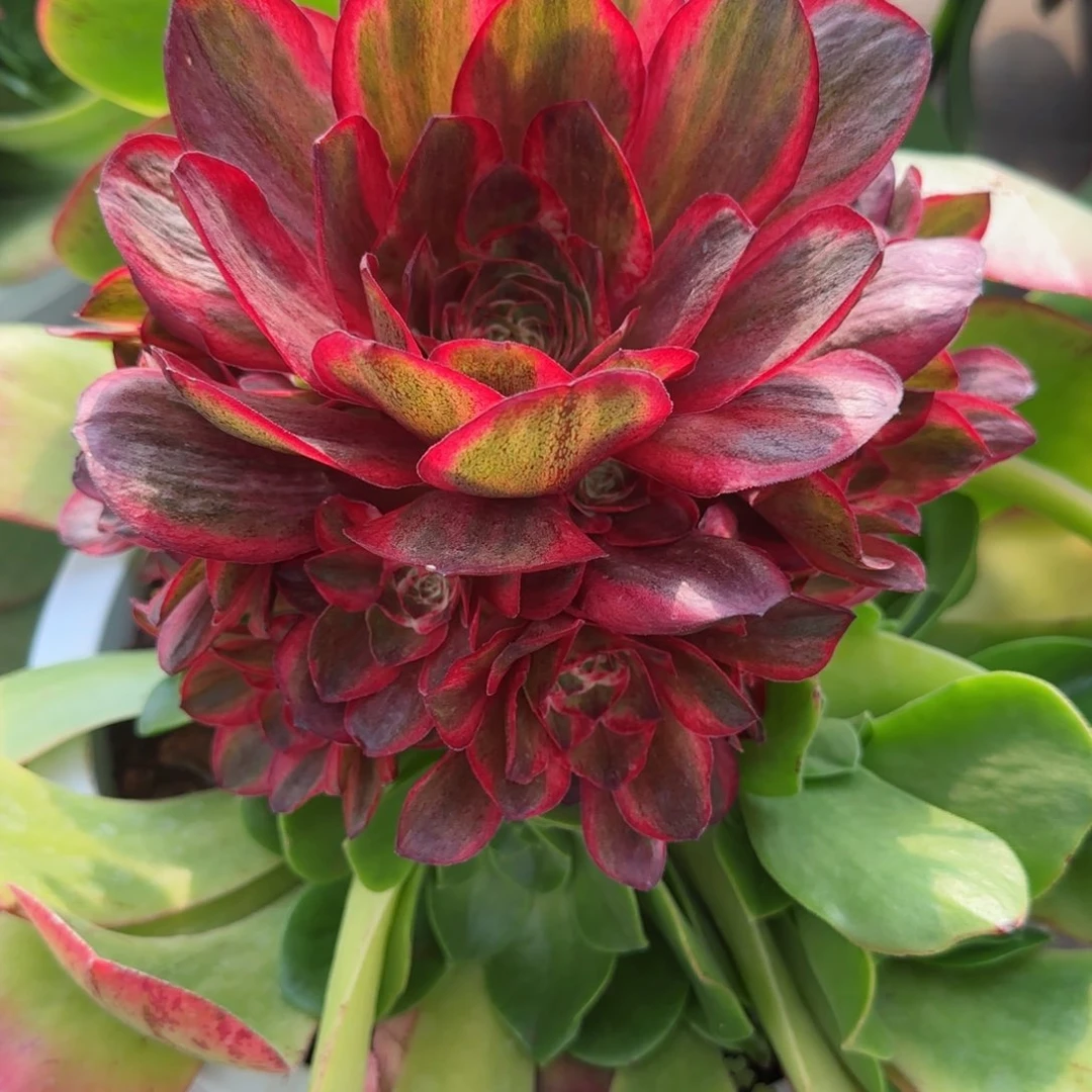 农**肥魅金玫瑰无根发货