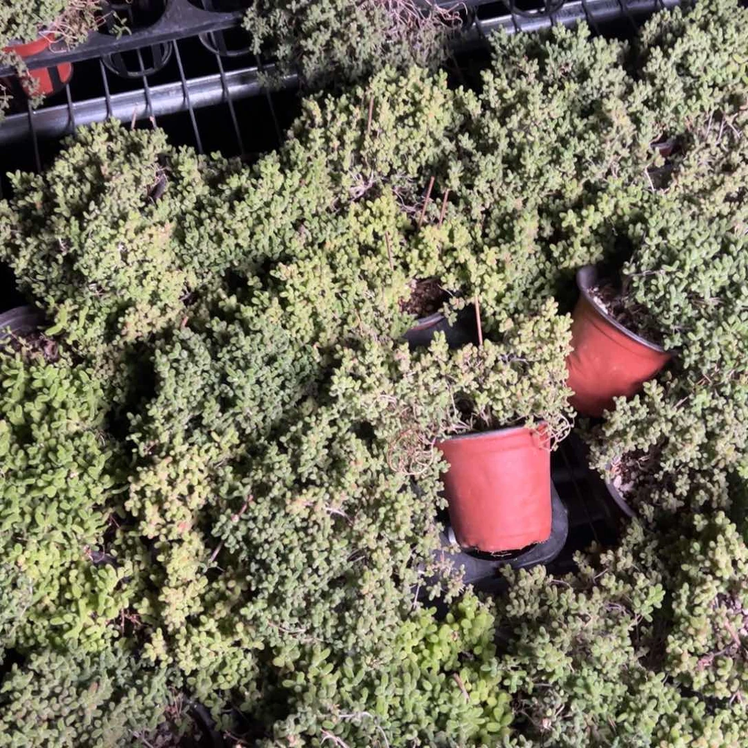 蜜橘糖球90杯大大大大乱七八糟