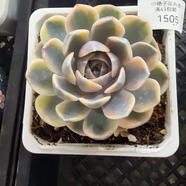 1505汉堡锦多肉植物