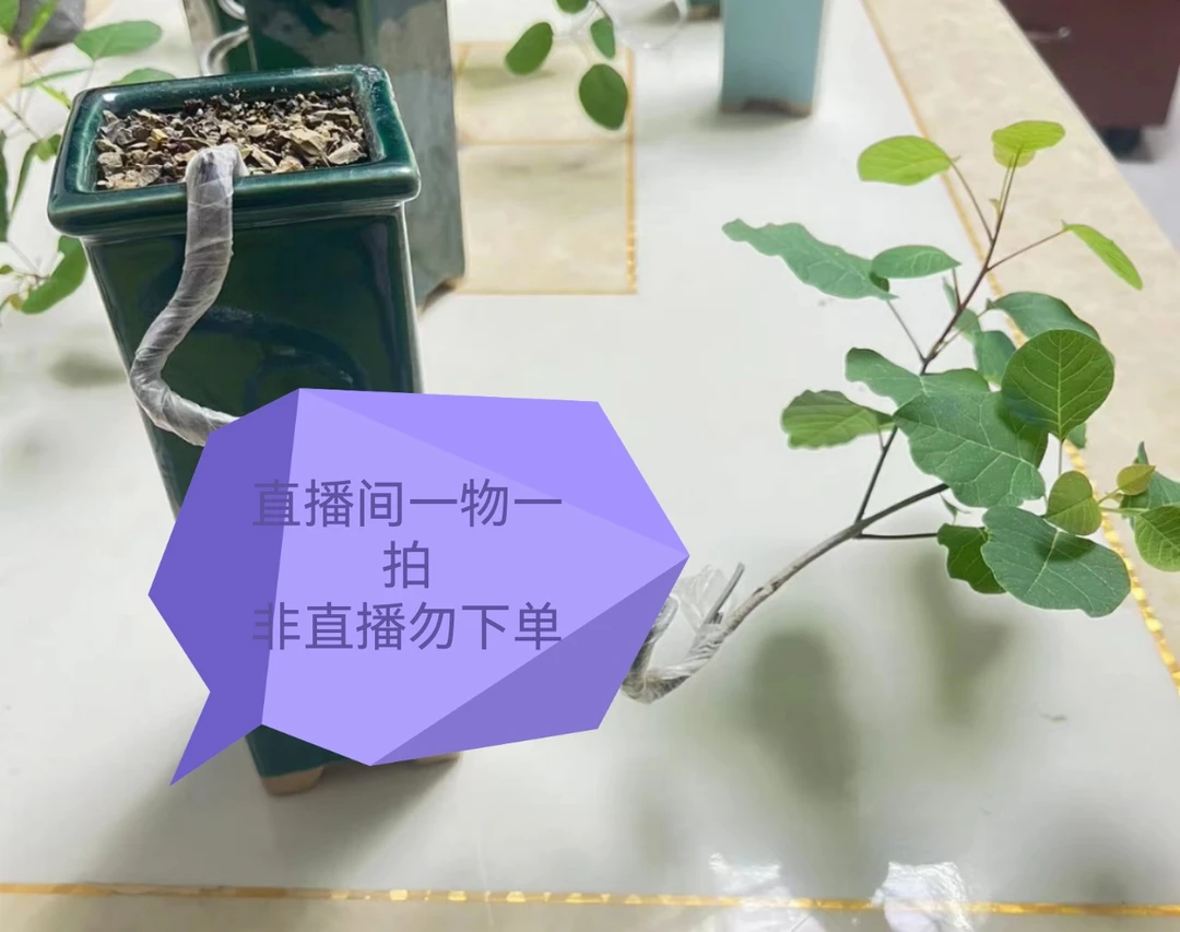 直播转用活动链接香山红叶黄栌非直播勿下单