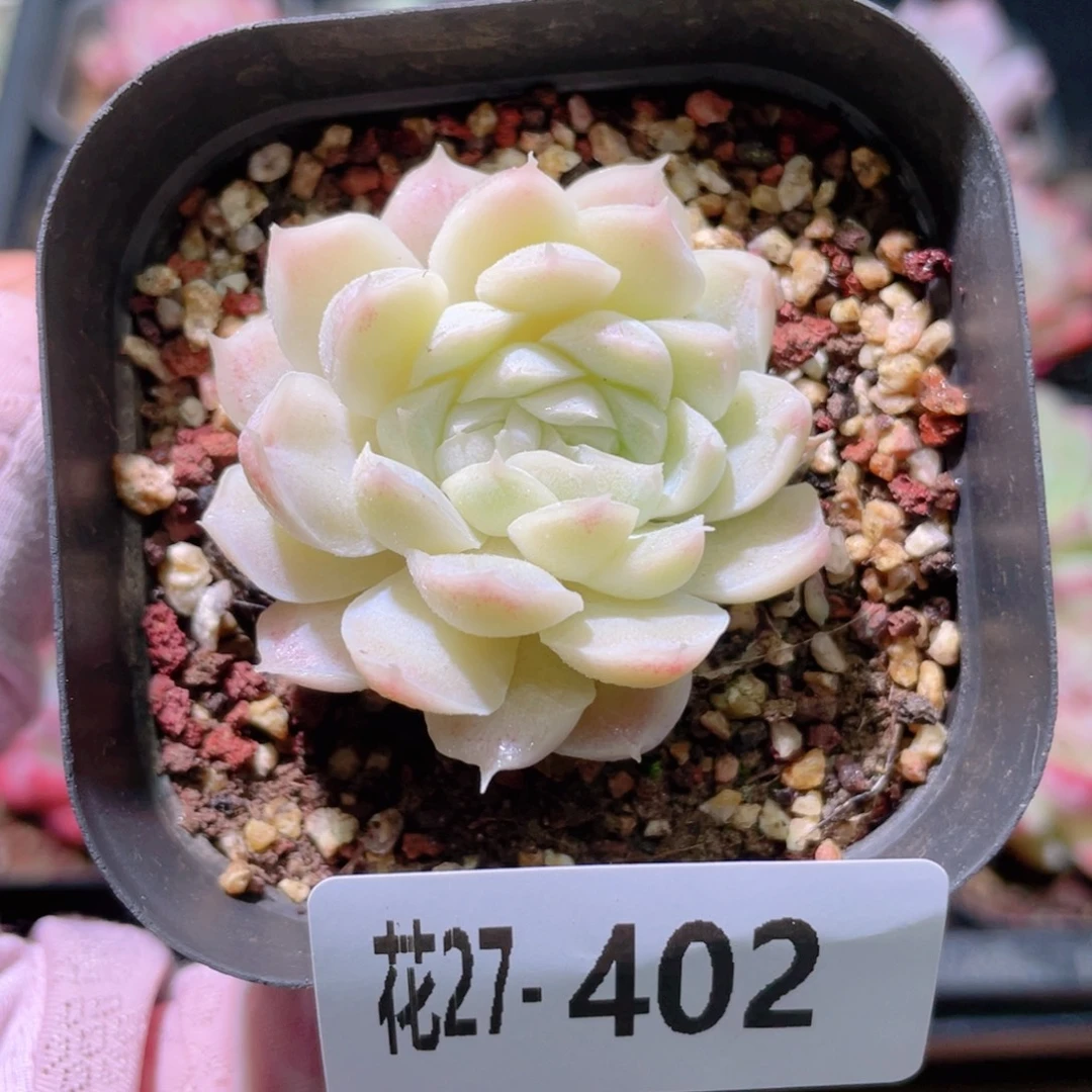 花利美27-402白月影