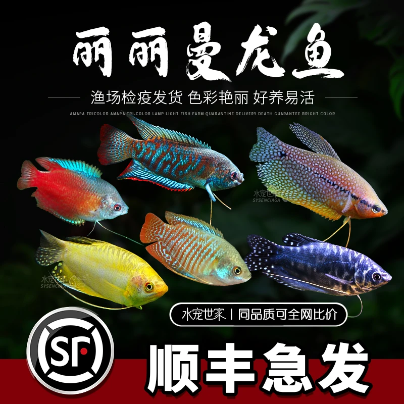 黄蓝曼龙鱼活体曼龙吃蛋白虫珍珠马甲五彩丽丽鱼热带鱼观赏淡水鱼