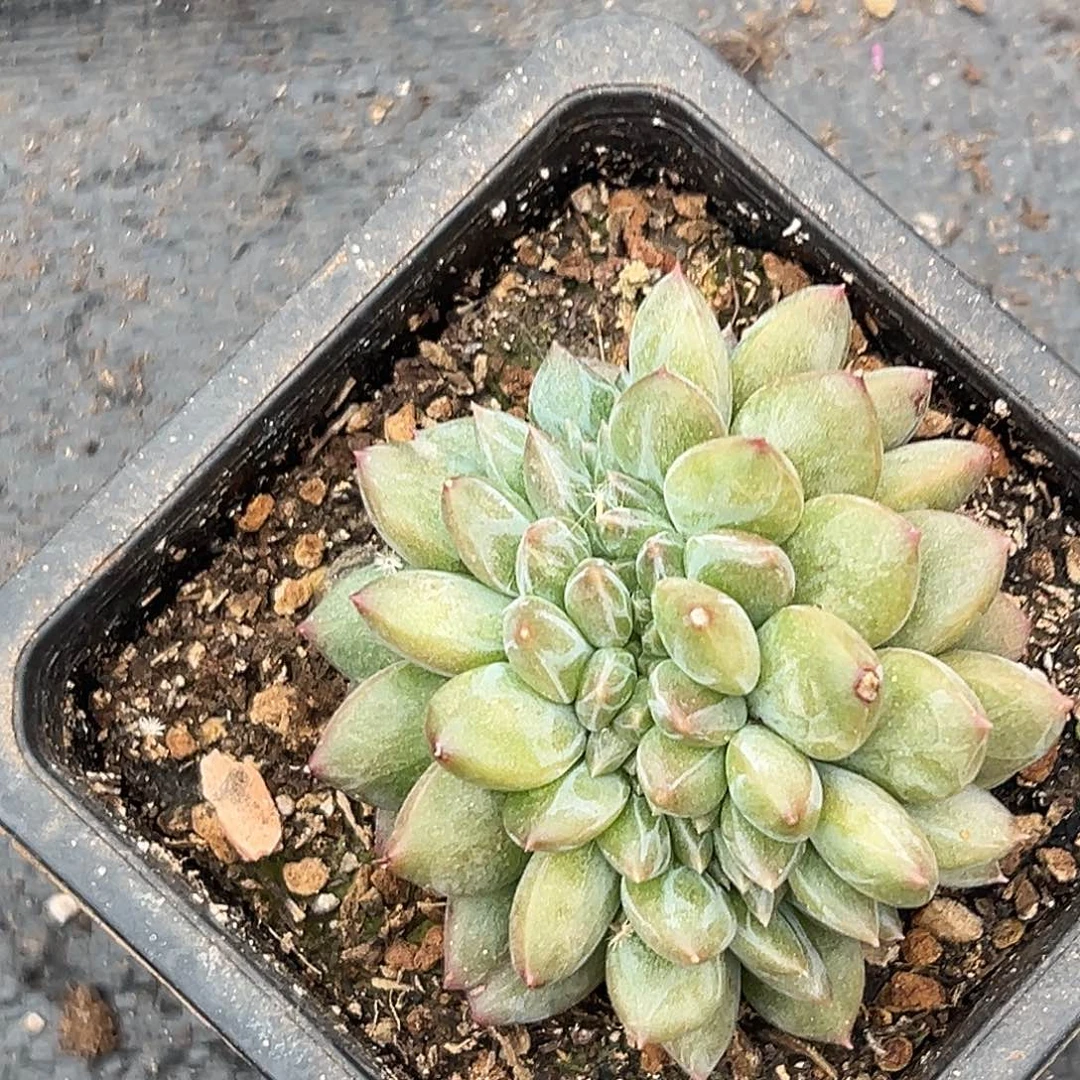 美美精品多肉美人系列