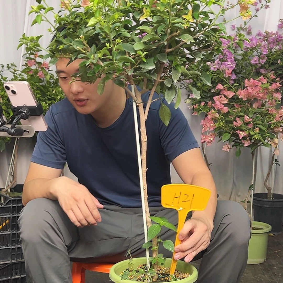 桦***姐当前无花栽培后可以开花H21卡亚塔