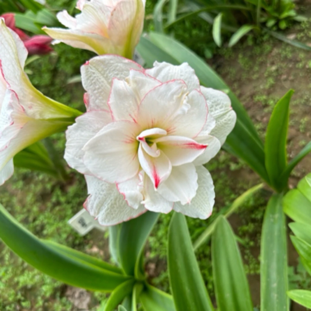星系-朱顶红种球室内栽种阳台盆栽花卉