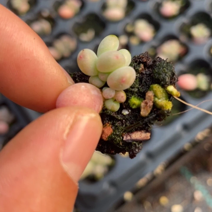 萤火虫发3颗满18包邮