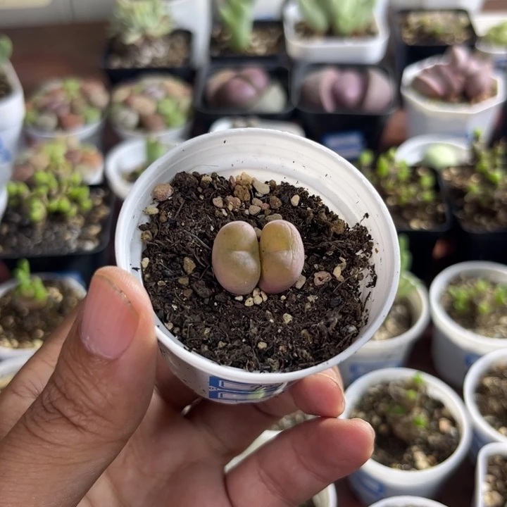 909 空卡多肉植物