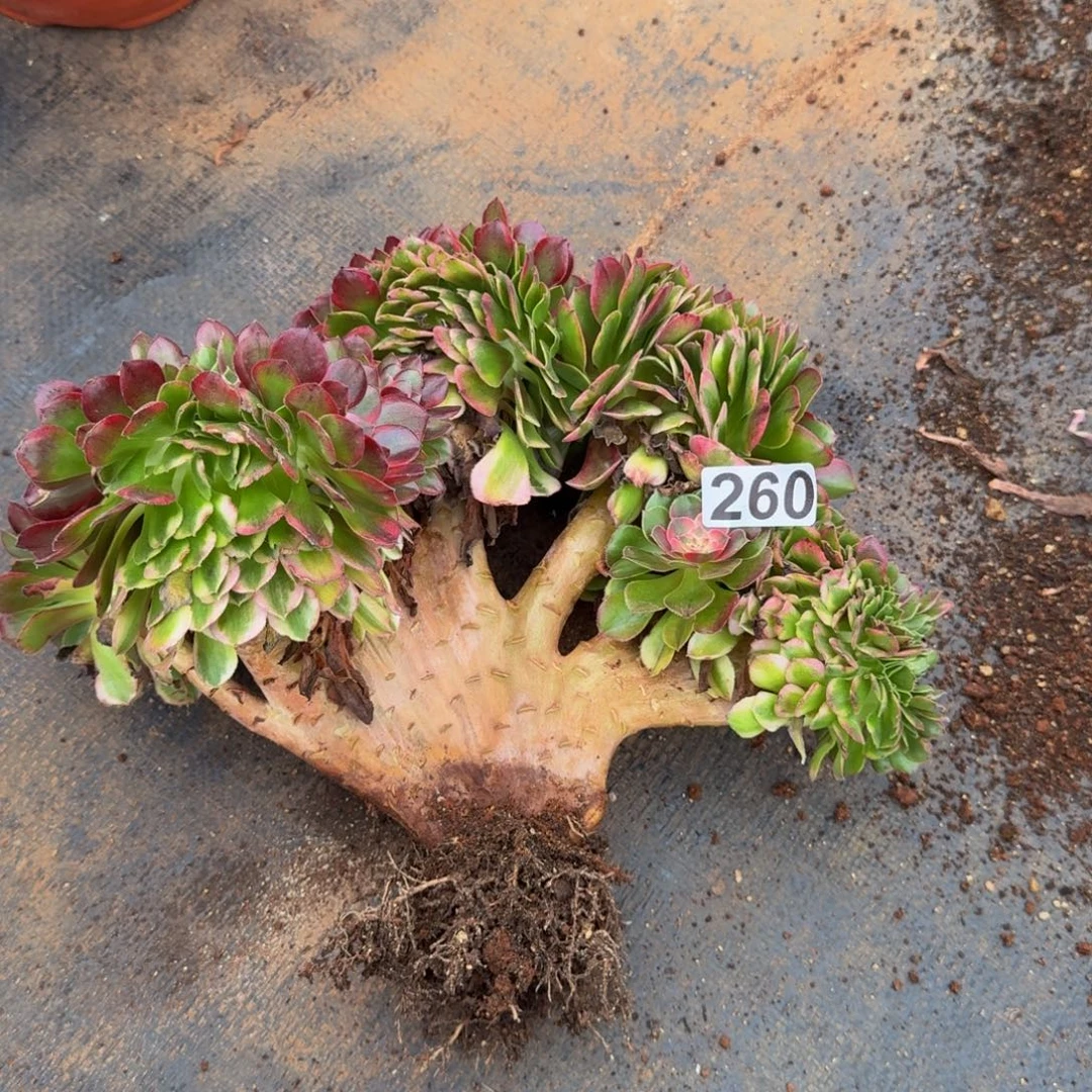 阿***红260多肉植物荔枝缀