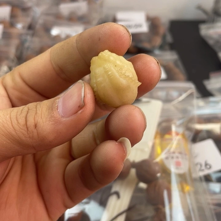 噗***噔橄榄核手串/手链橄榄核