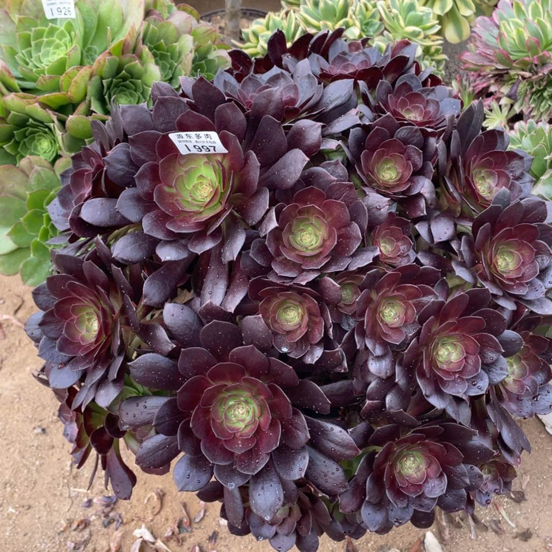 997黑美人多肉法师断枝不包