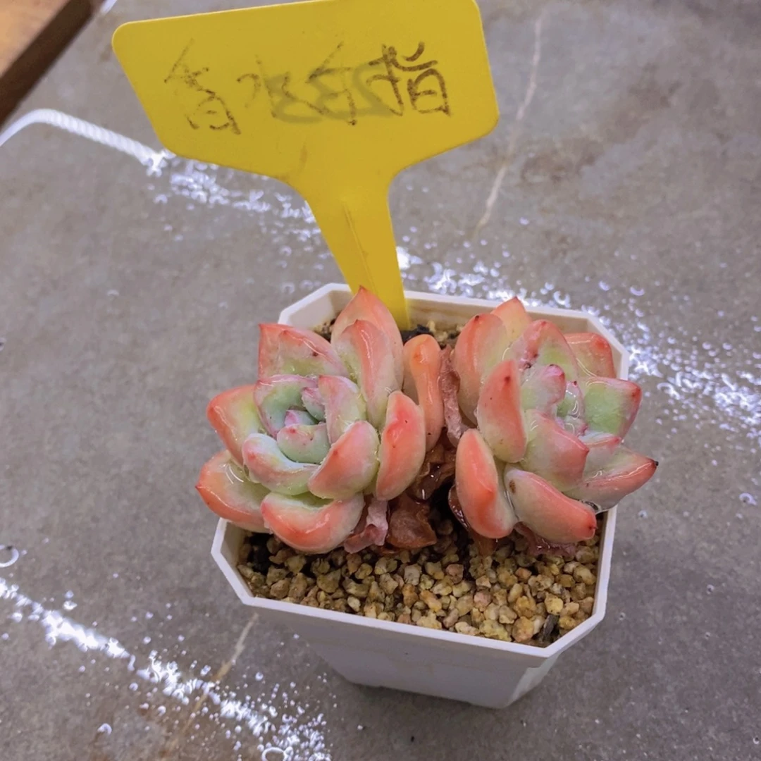 不***a开心多肉植物多肉
