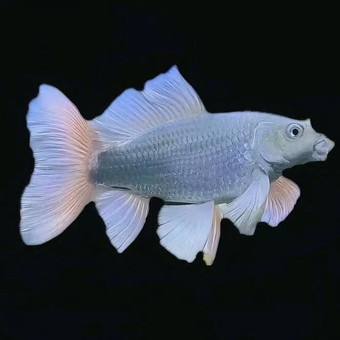 九鲤精选白色蝴蝶鲤 1 条