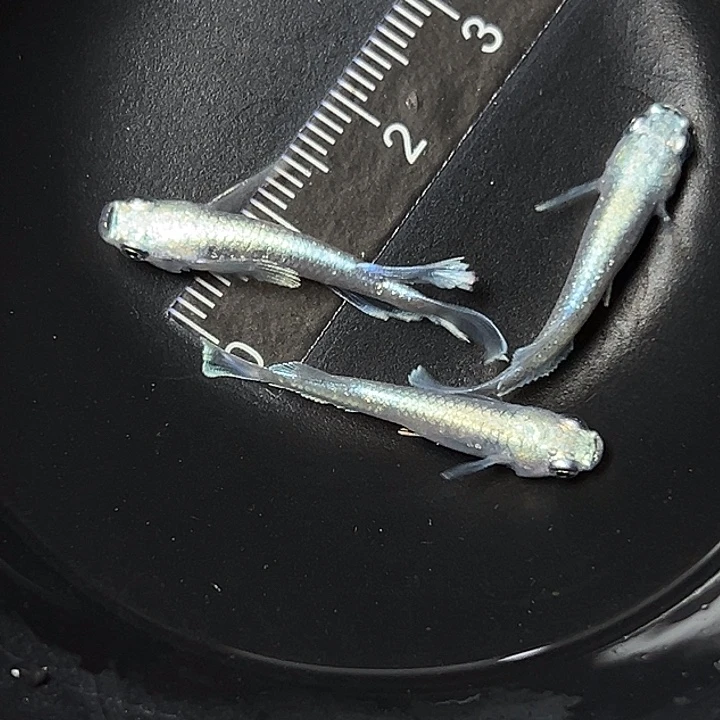 青鳉鱼宽鳍玛丽亚一组42