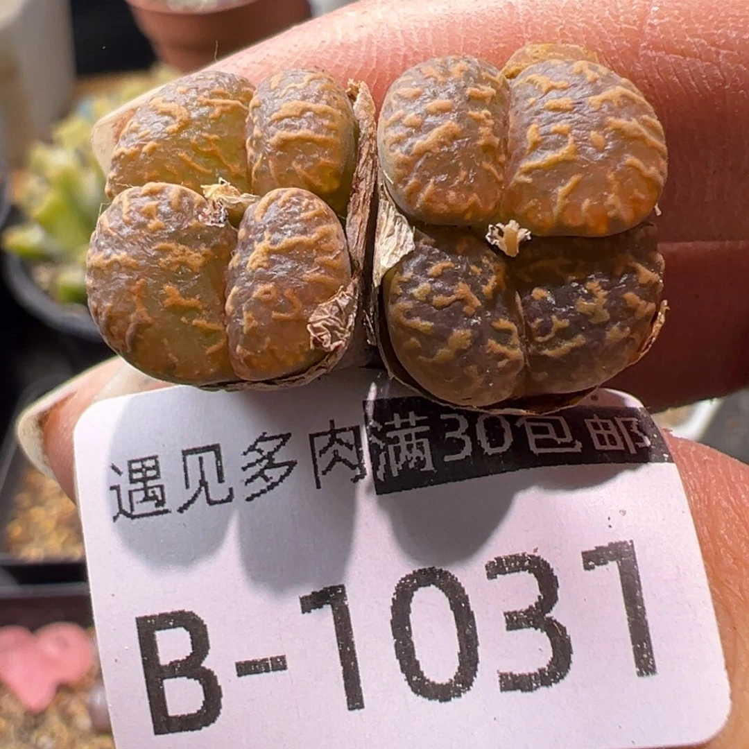 多肉植物11111111111111111