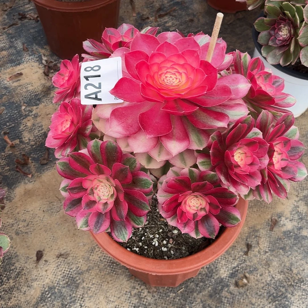 多肉植物倾城218多肉