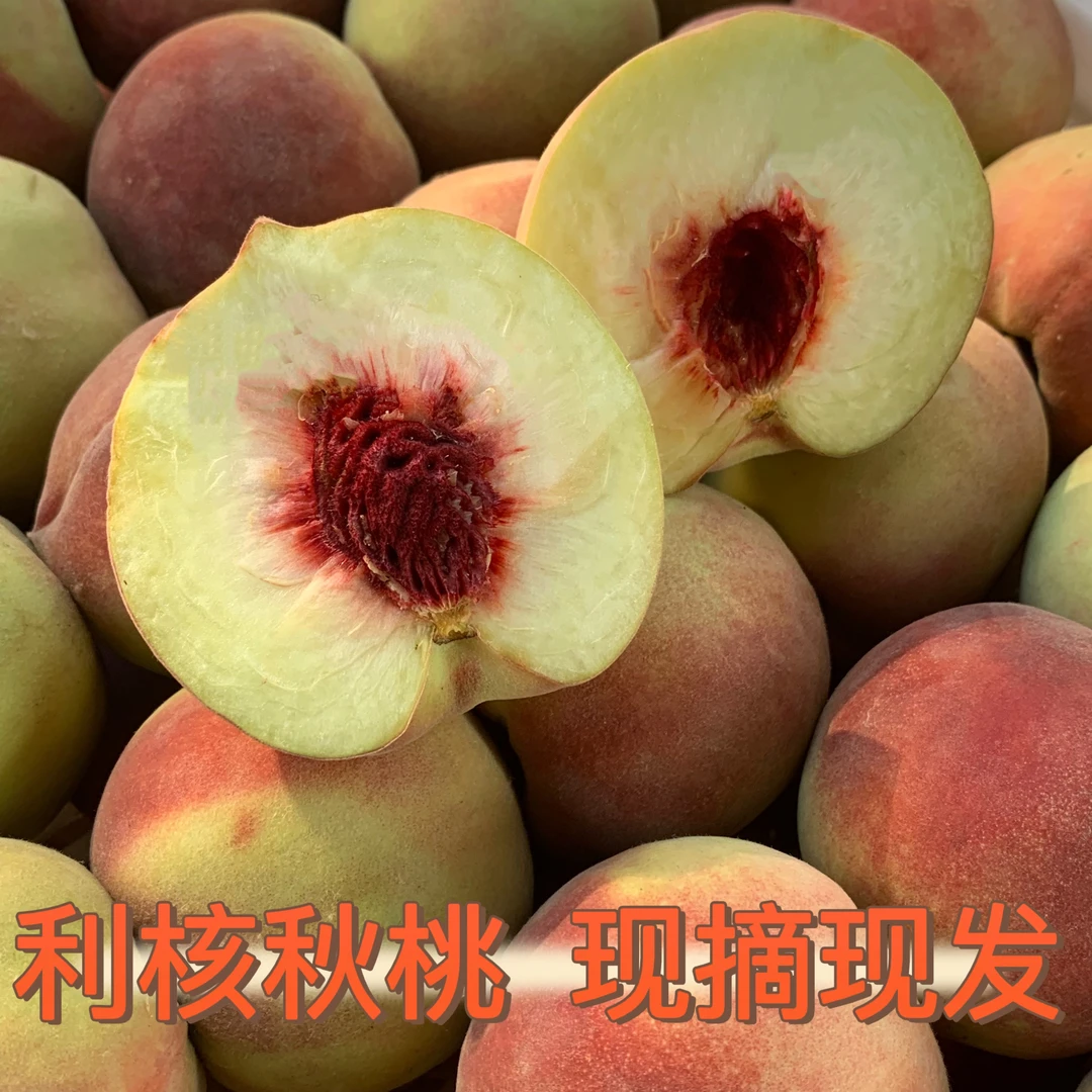 超级果王山东果园直发秋桃离核密桃脆甜爽口现摘现发坏果包赔
