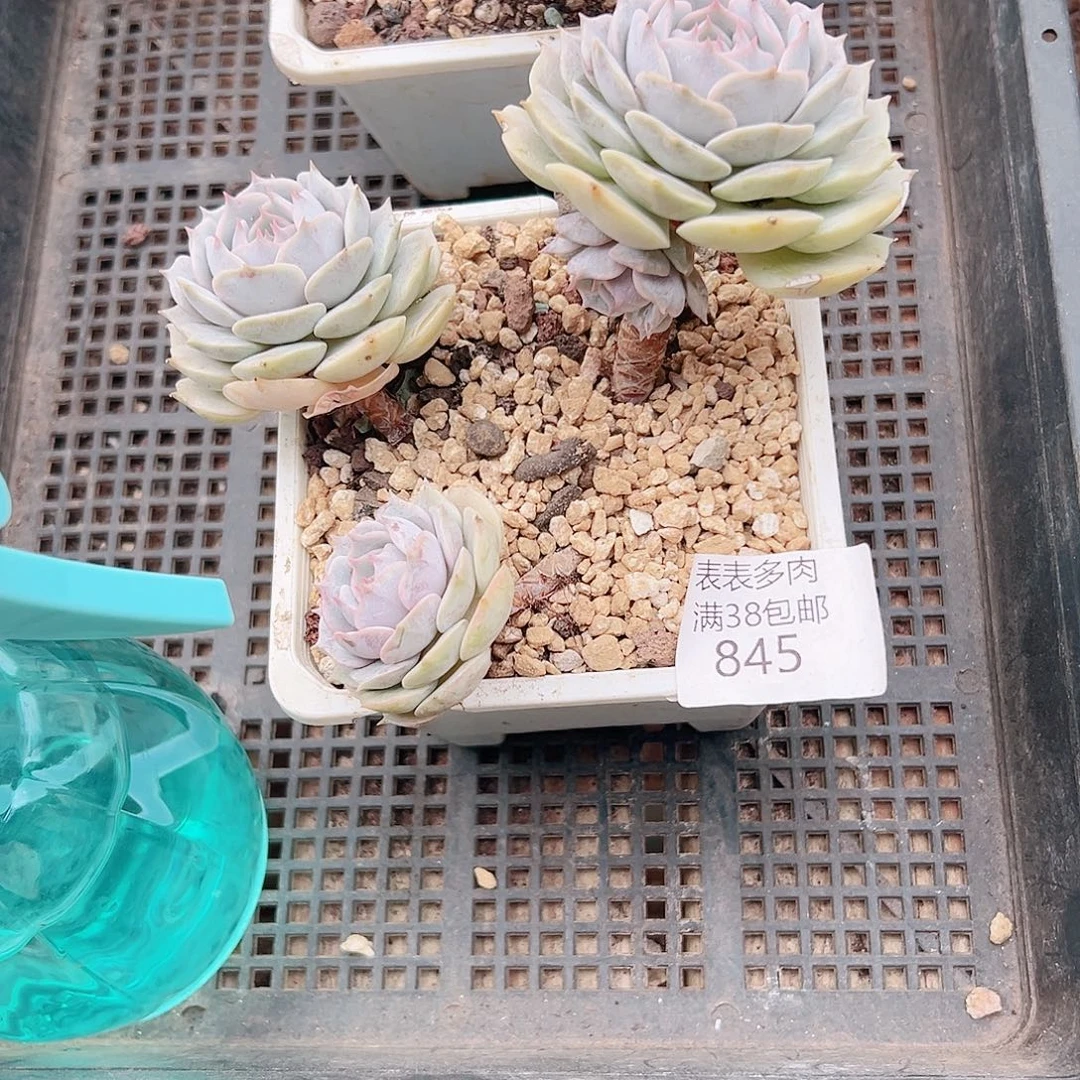 ****蛋多肉一物一拍植物845