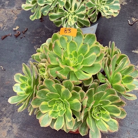 奶白多肉法师83号