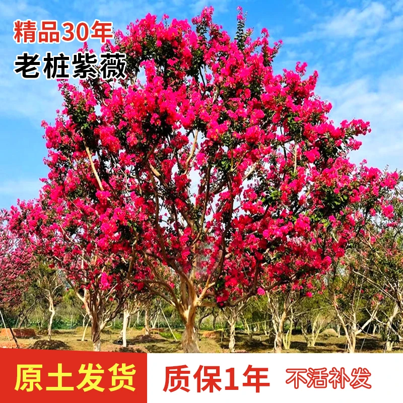 正宗川红老紫薇一物一拍放漏