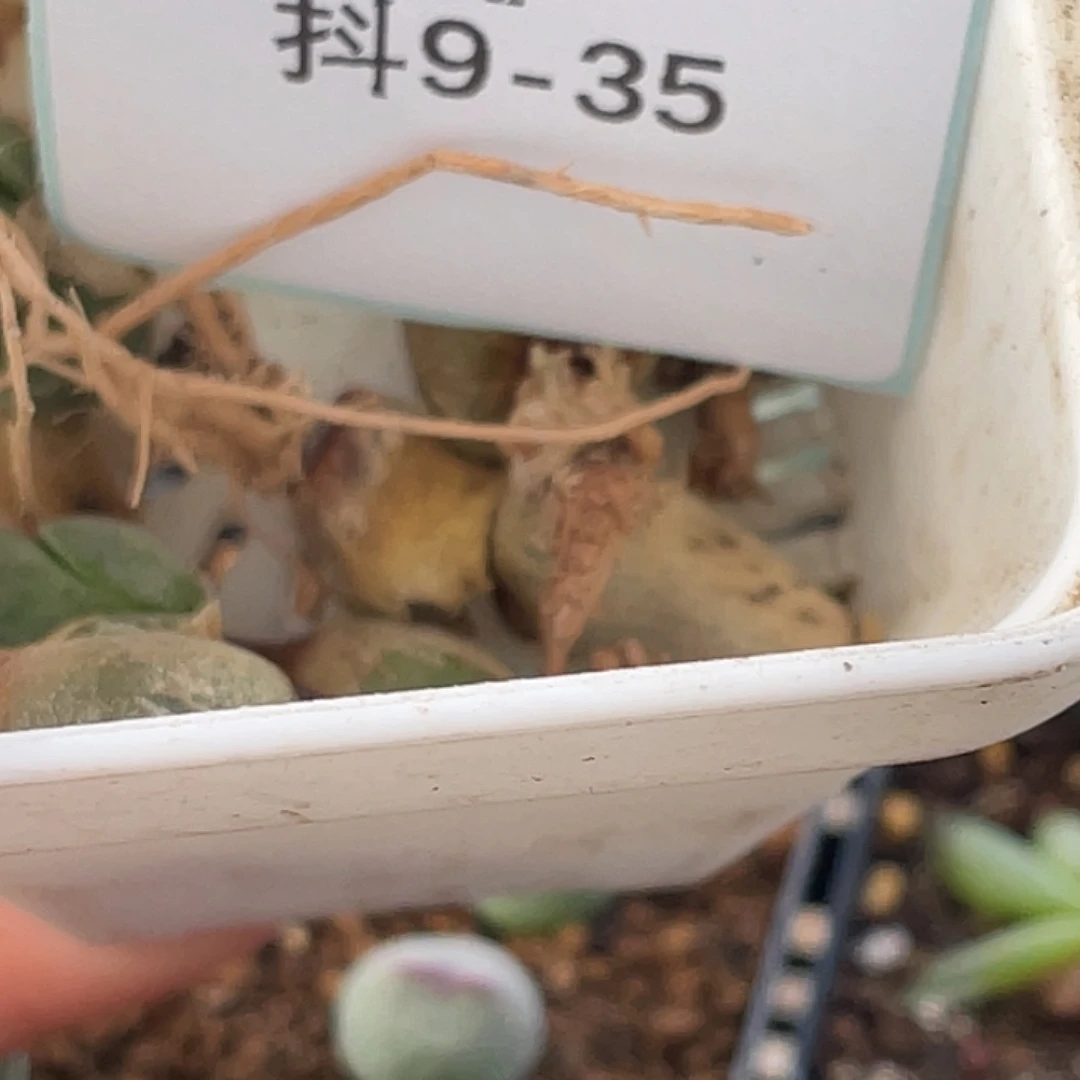 猪***儿9-35肉锥多肉植物