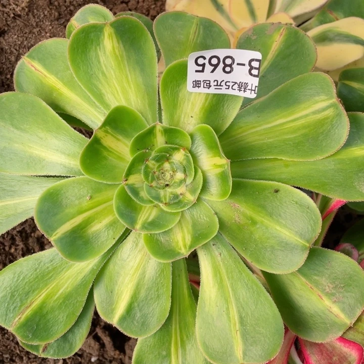 865暴君多肉12345678