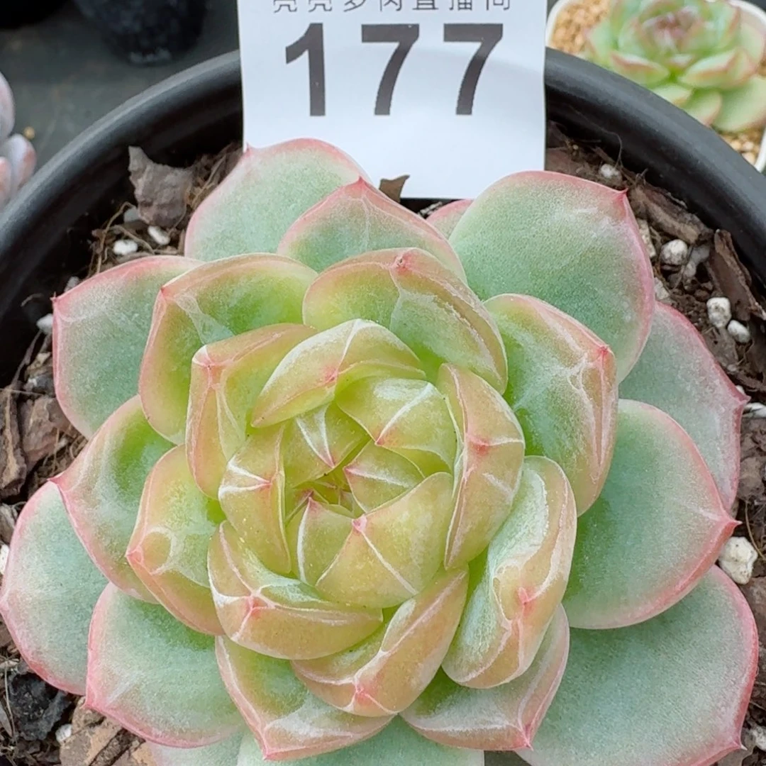 海洋之心            精美多肉植物