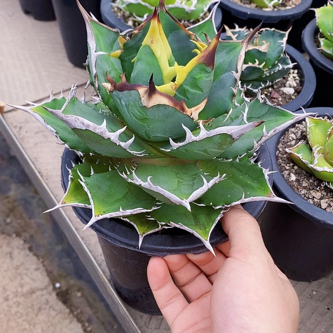 多肉植物龙蛇兰植物