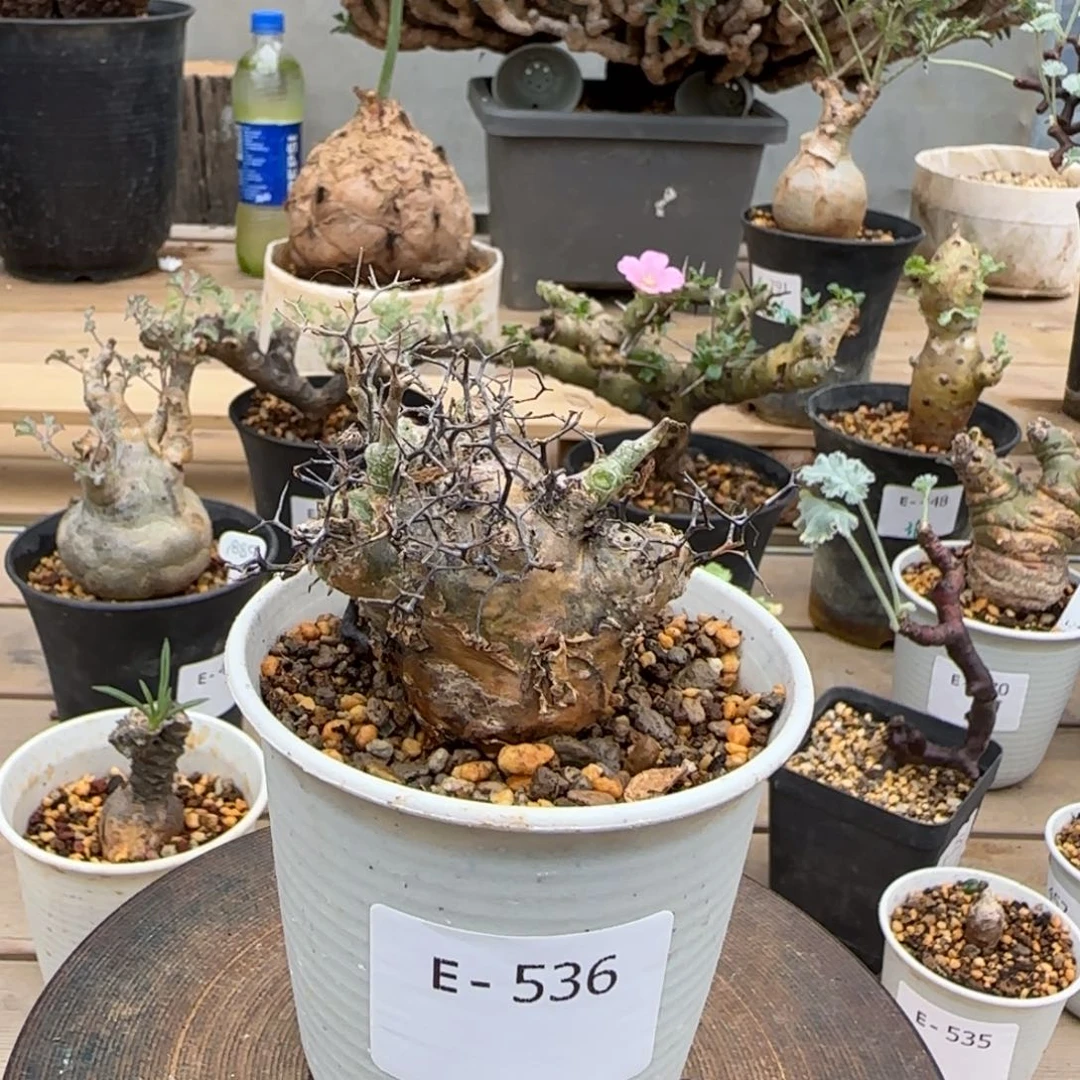 536万物想奇峰锦块根植物
