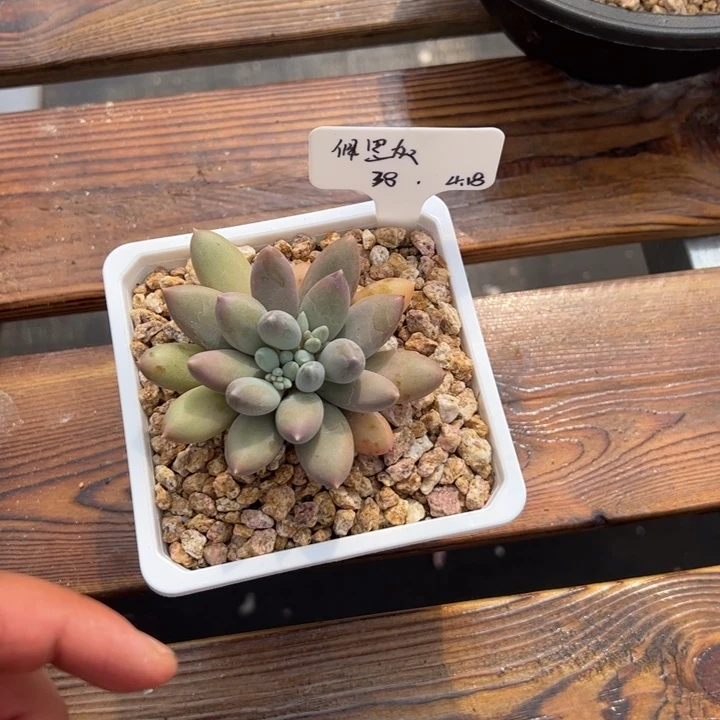 张张精品多肉哥特