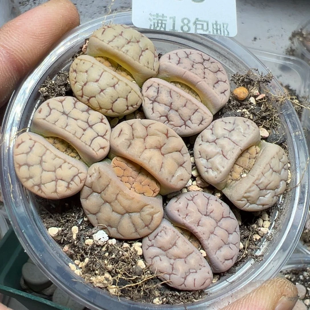 【闪购商品】 109。