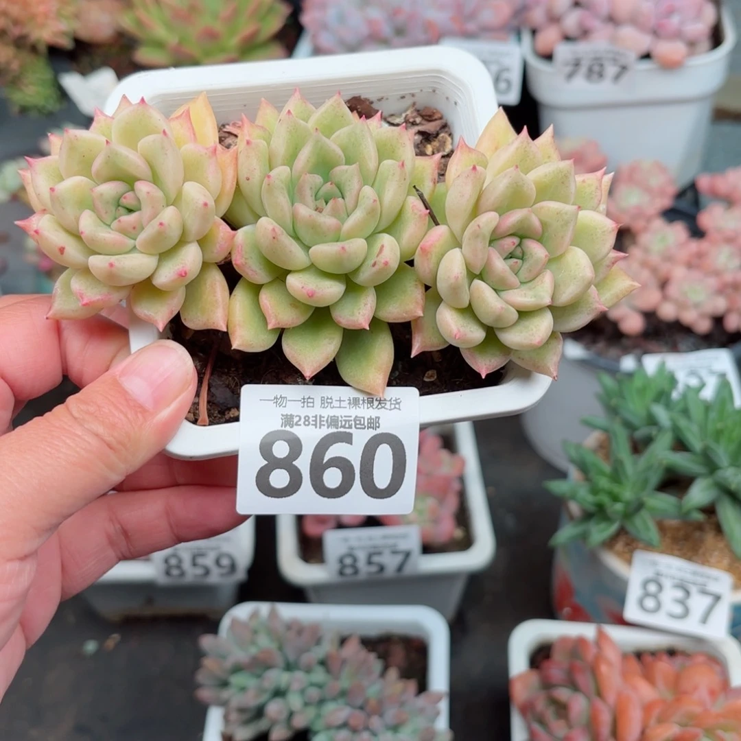 黄金璀璨无盆土发货