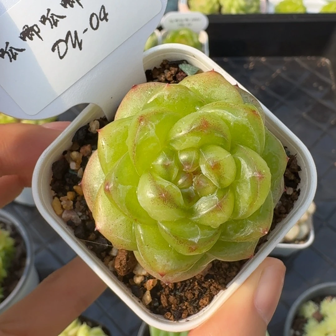 0804-4-编号混一颗