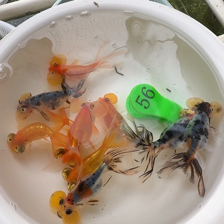 金鱼包邮包活到家