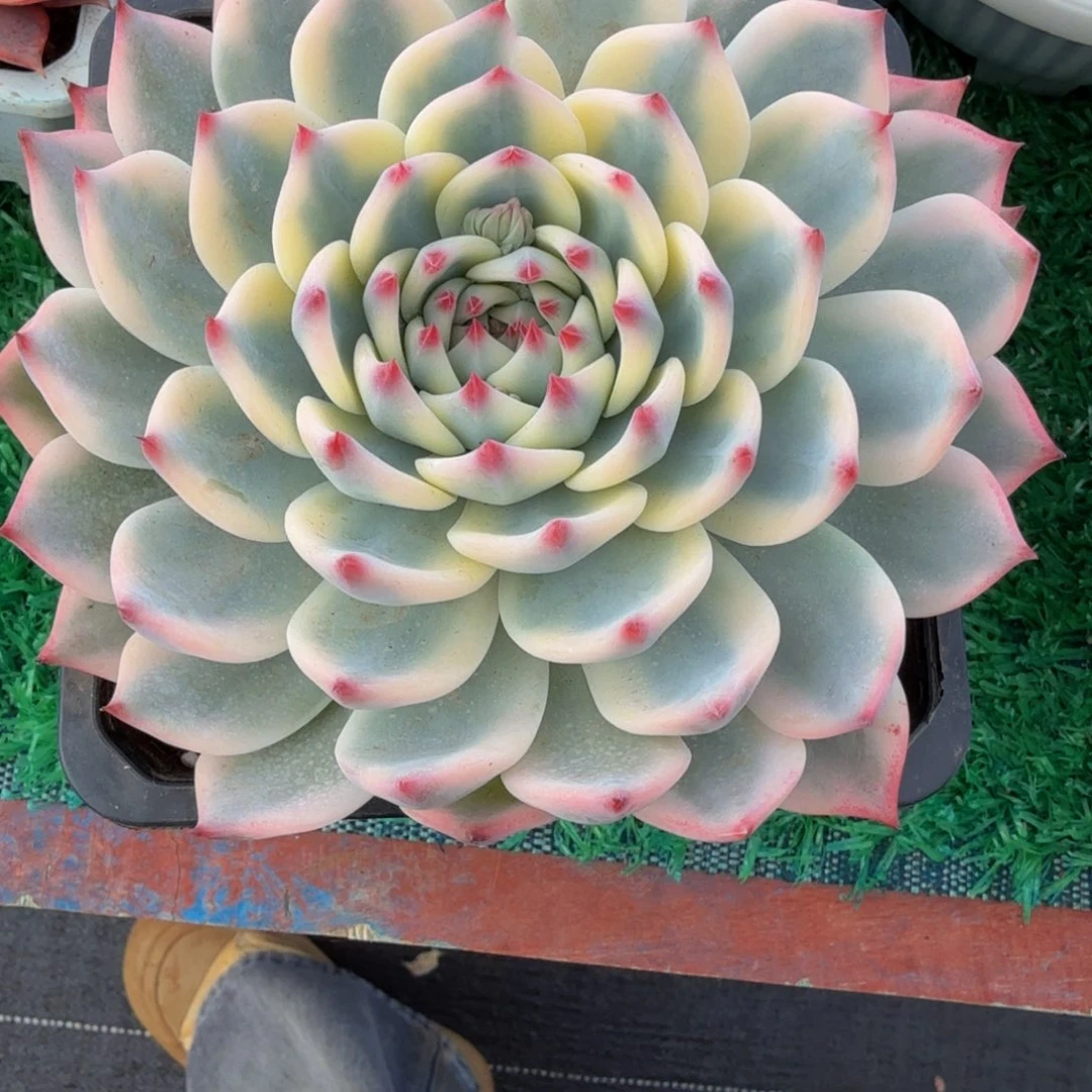 淡***5无花朵肉肉肉肉肉肉肉肉