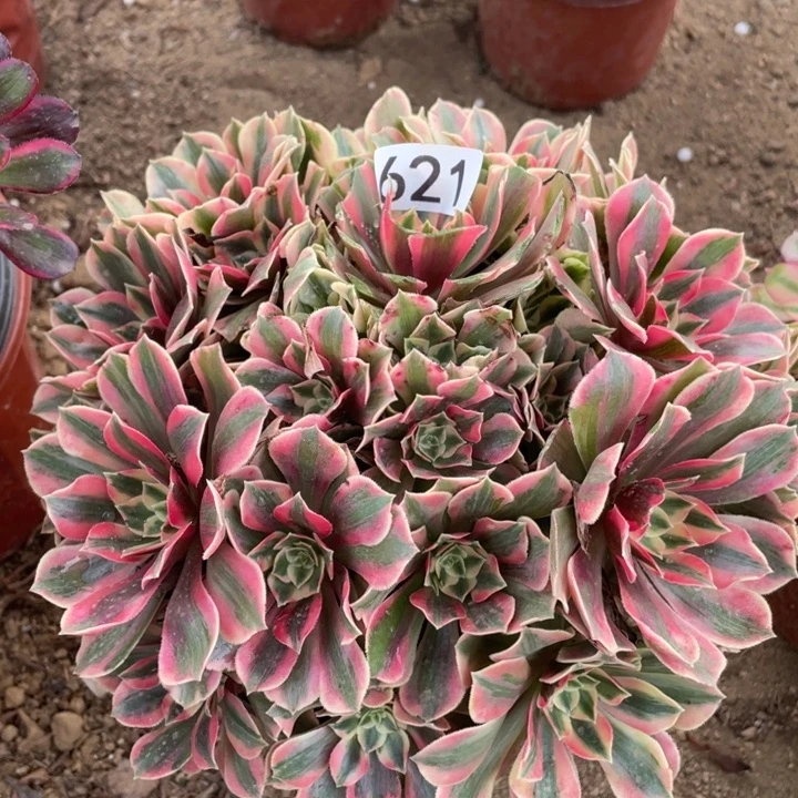 无花朵621女妖多肉