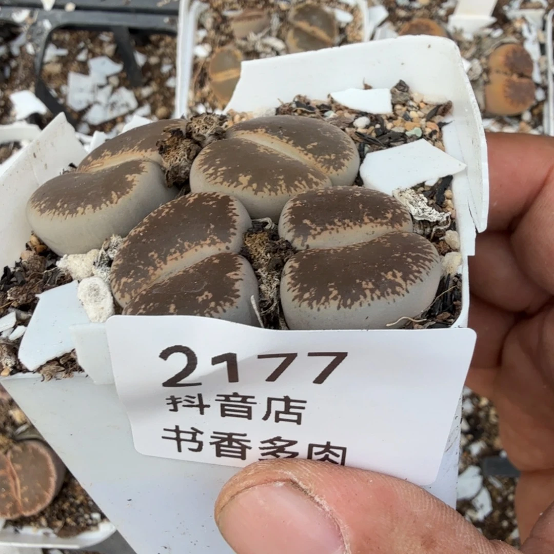 多肉。