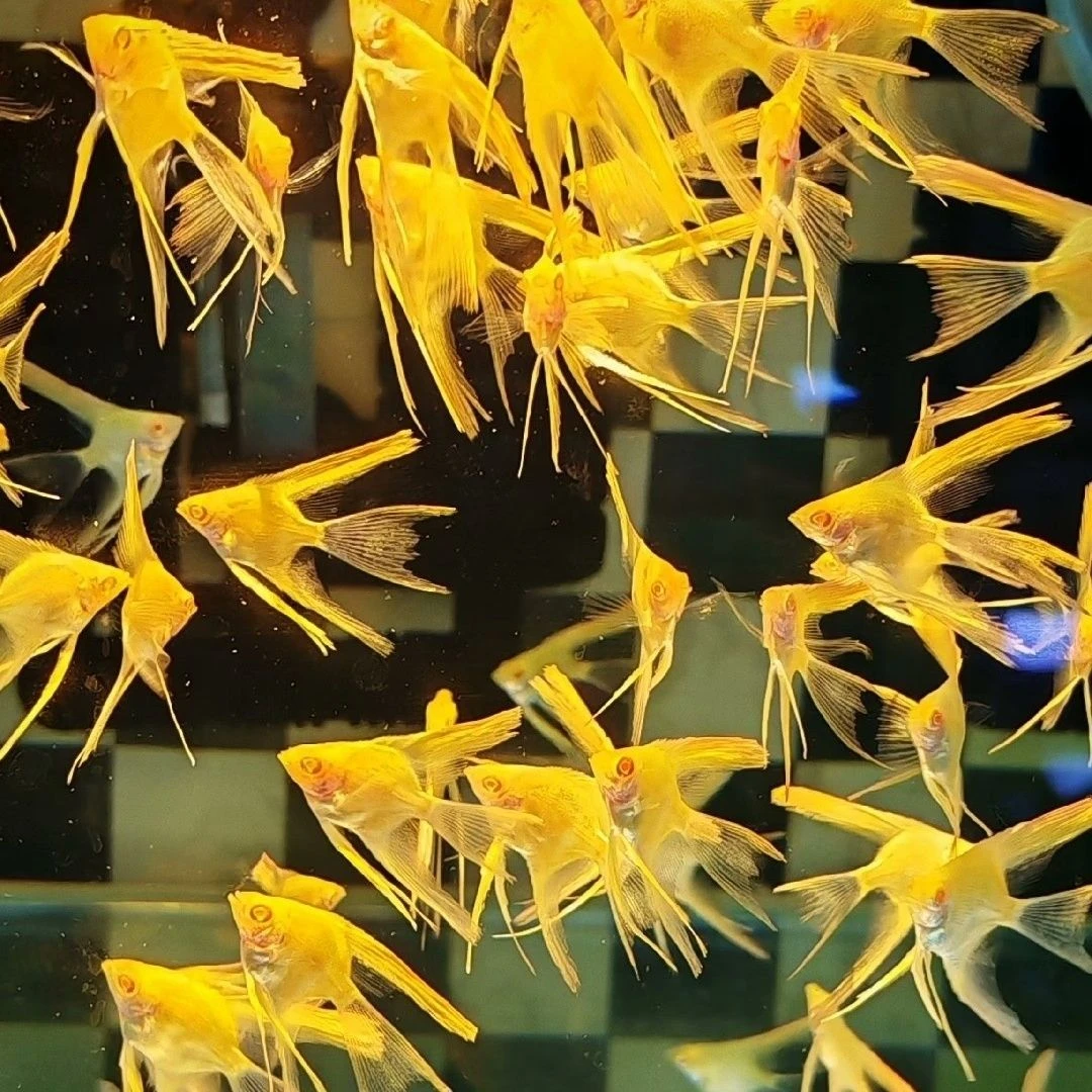 激光彩虹燕鱼,黄金燕鱼,金凤凰,神仙燕鱼七彩神仙鱼七彩鱼