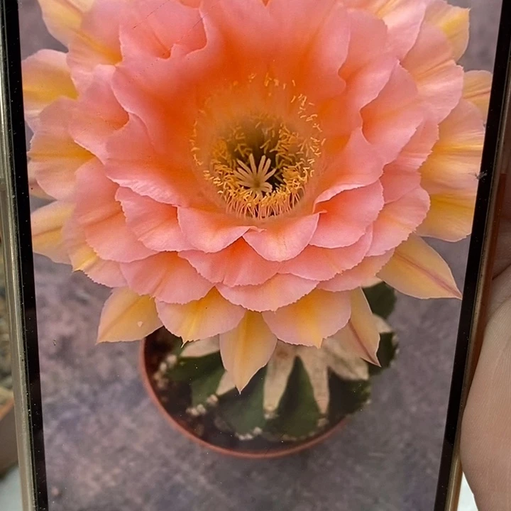 香香梦幻侧芽3.5公分左右