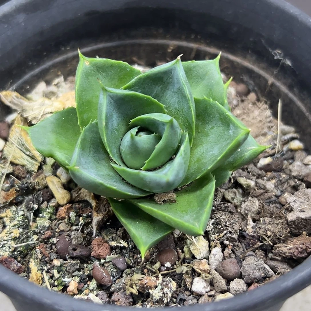 小精灵一物一拍偏远不包邮不退不换