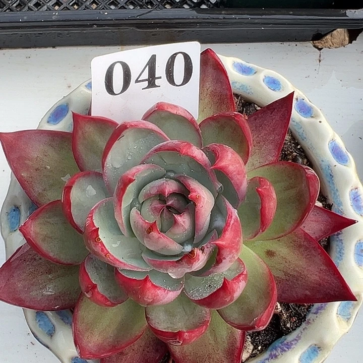 惊鸿惊鸿040保底12厘米