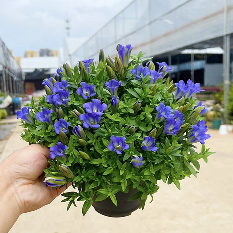 龙胆花盆栽(海洋之心 耐热 耐寒 秋日精灵)庭院阳台开花植物