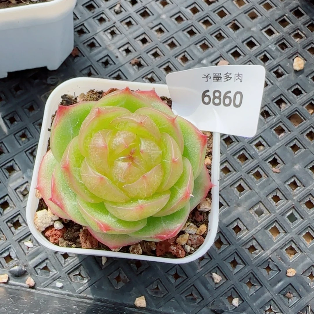 灵耀珍妮，6860多肉植物