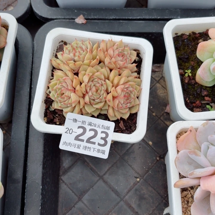 笨吧多肉无盆土发货无盆