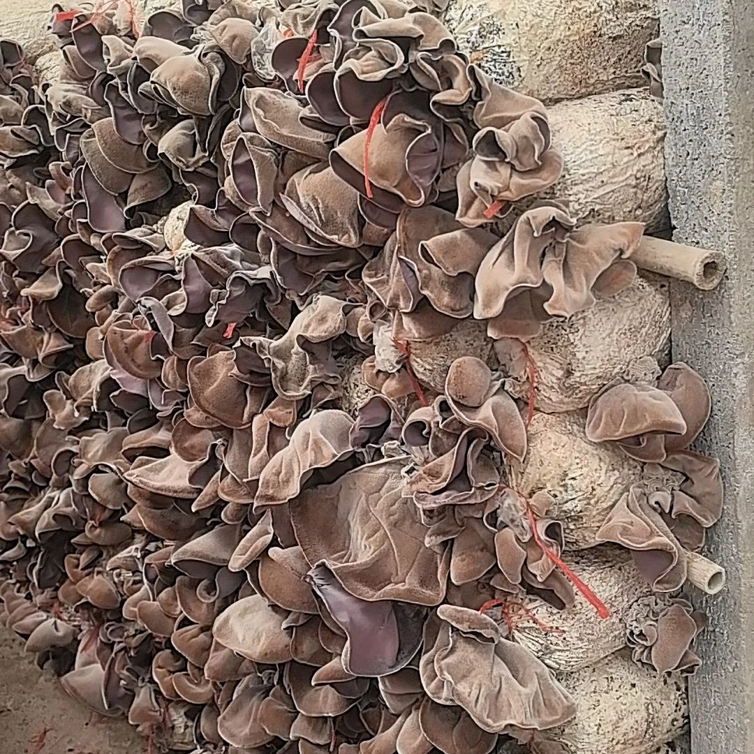 山东济宁毛木耳自然生长口感软糯鲜木耳火锅会有折秤