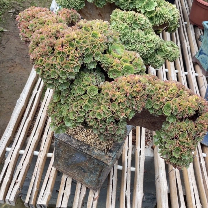 法师老桩缀化万朵