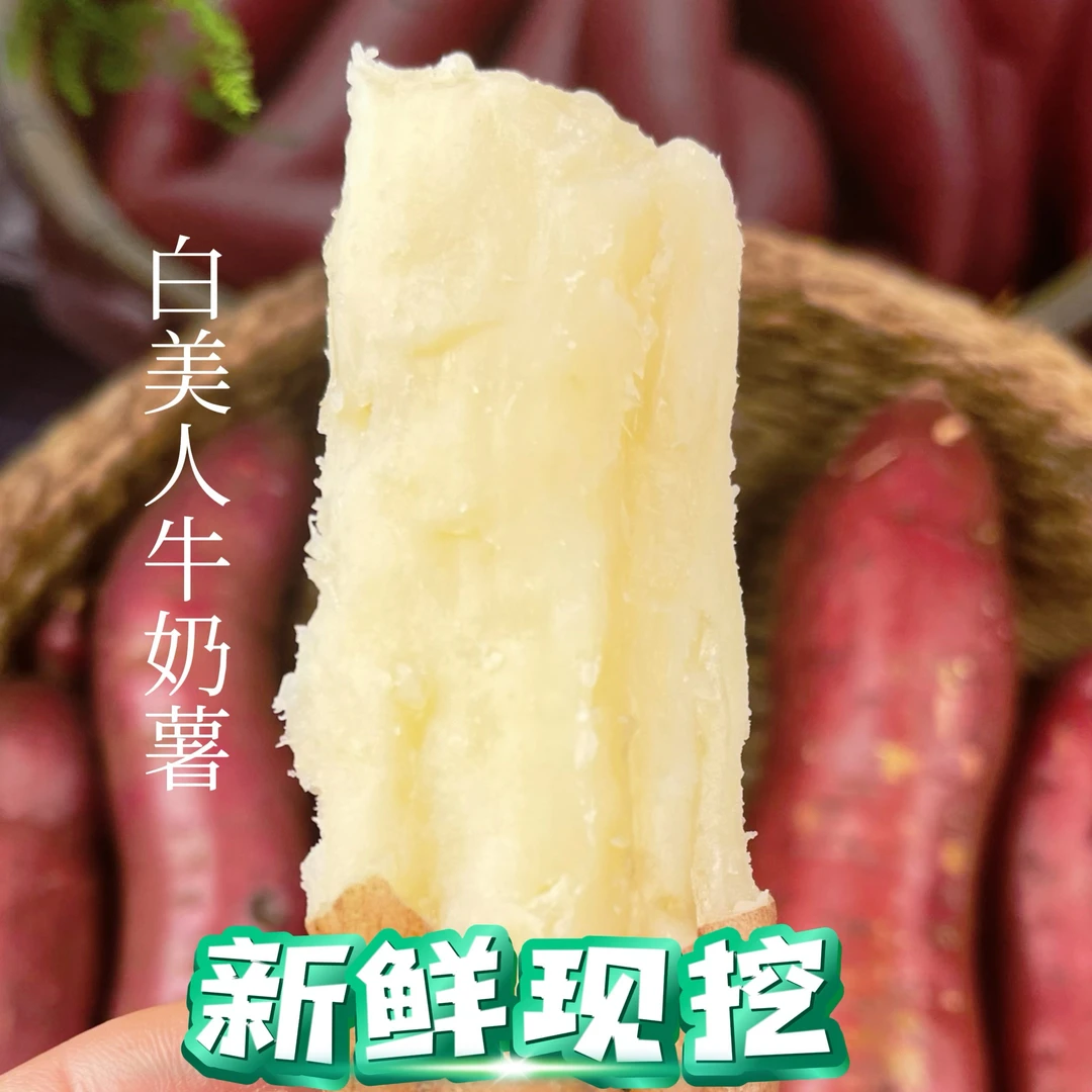白美人牛奶哈密薯香甜软糯松软绵密比榴莲蜜薯天目山小香薯好吃