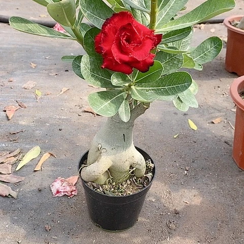 【闪购商品】无花朵壹**店