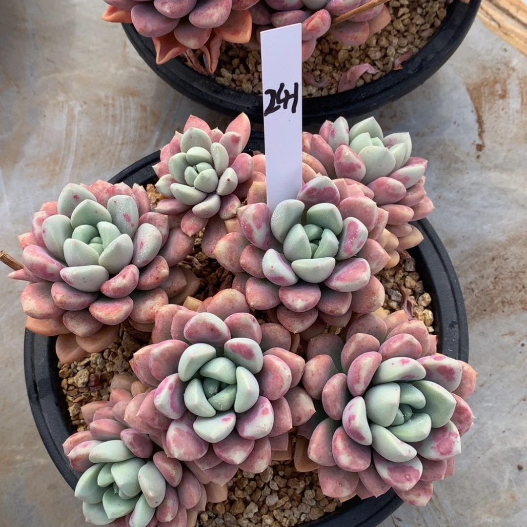 花瓣哭7272727278282