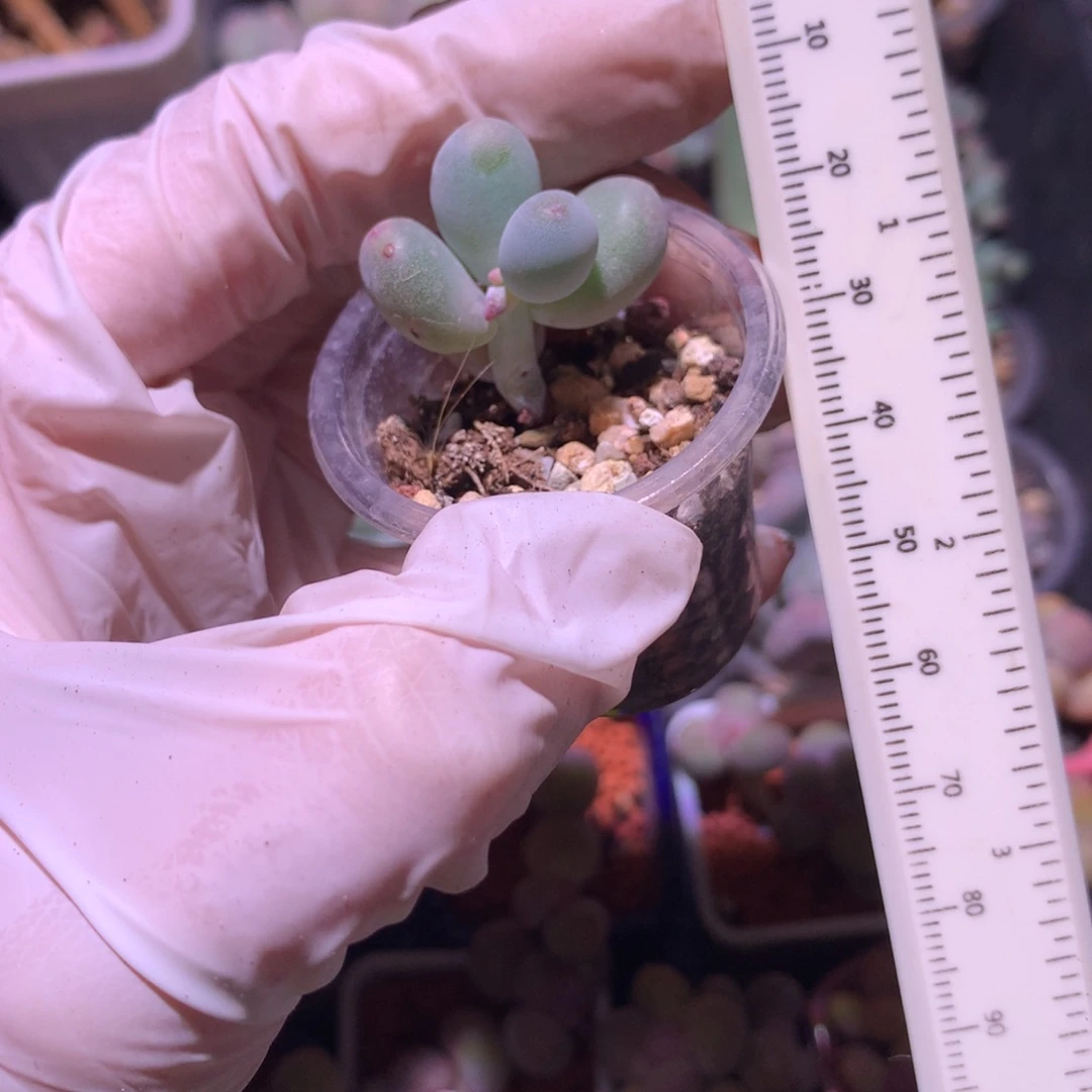 米可奶酪多肉米可奶哦