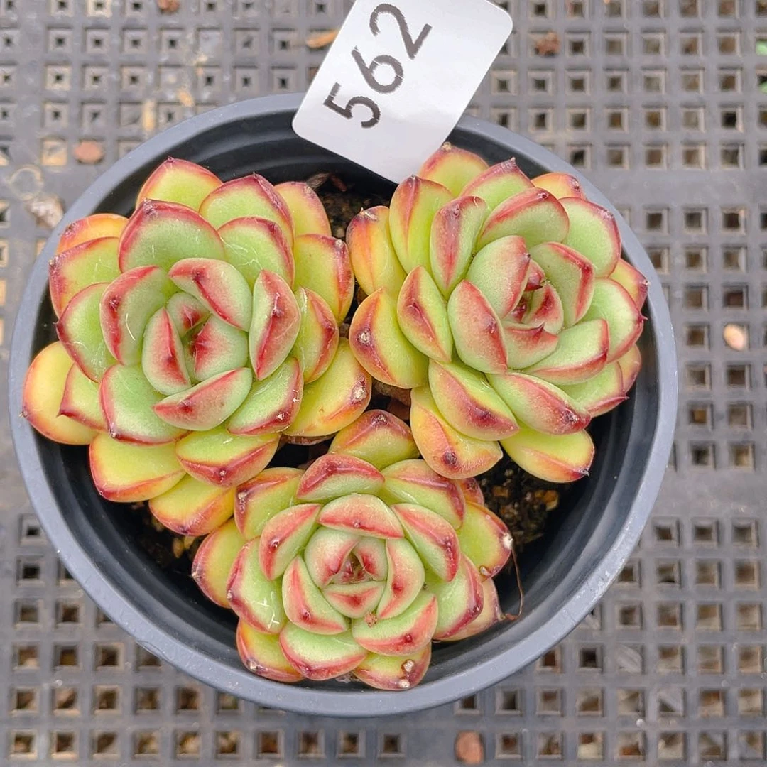 562。小红龙。